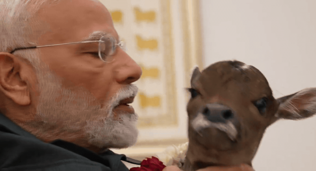 Watch: PM Modi welcomes beginning of calf 'Deepjyoti' at residence with prayers | India Information