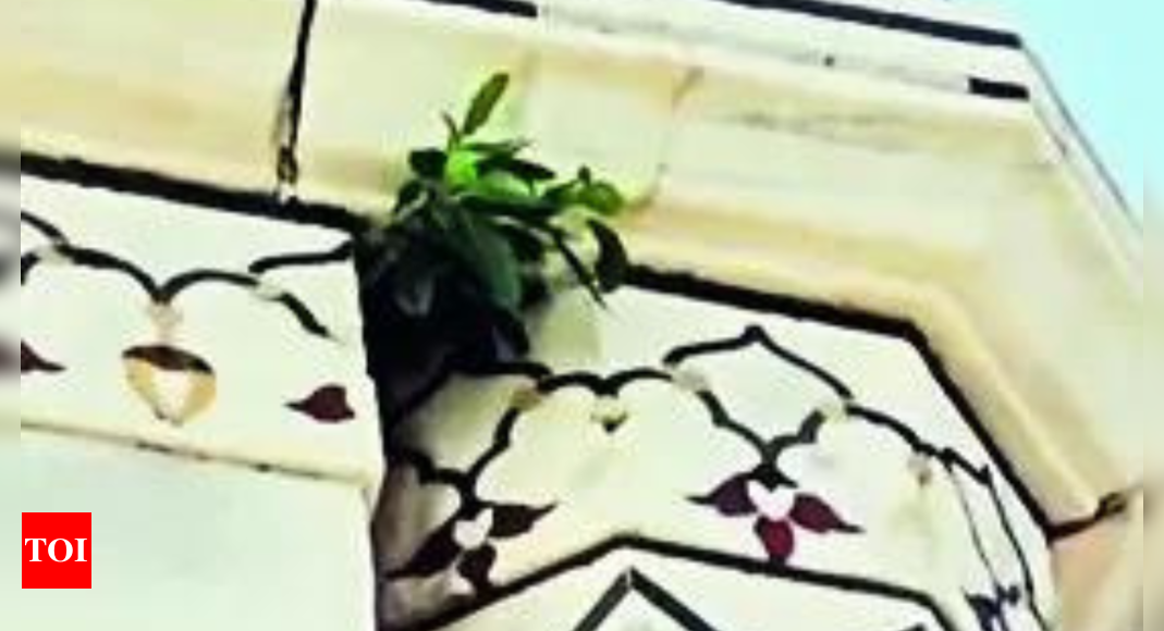 Plant sprouting from Taj's dome sparks worries over maintenance | India Information