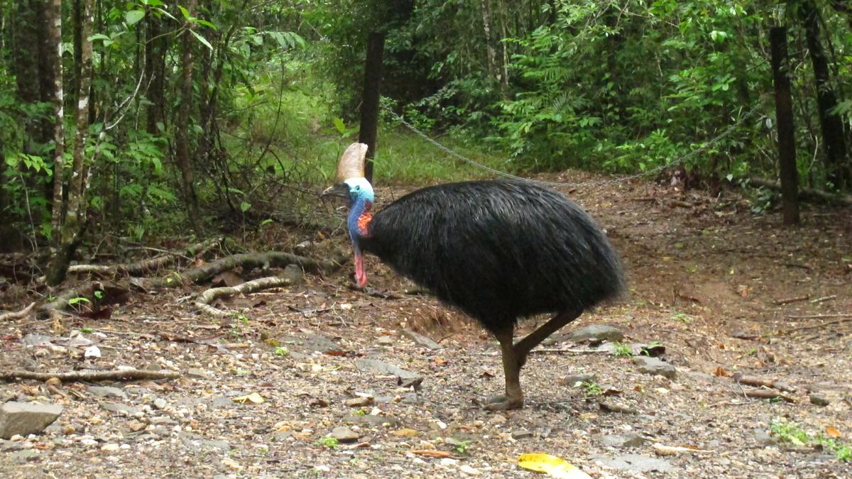 Sci-5 | The Hindu Science Quiz: On the Cassowary chook
