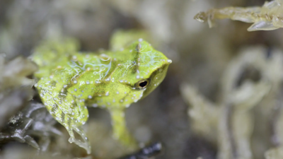 Tiny endangered Chilean froglets are born in London after a mission to avoid wasting them from extinction
