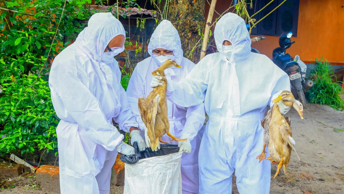 EU companies monitor chicken flu virus variants on growing menace to people
