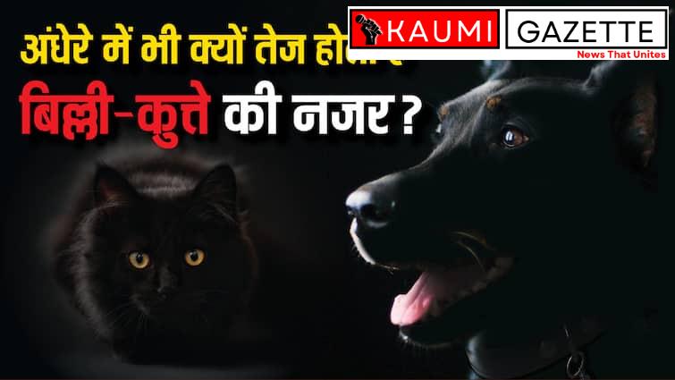 रात में कैसे देख लेते हैं कुत्ते और बिल्ली, इंसानों से कितनी अलग होती है इनकी आंख?