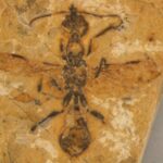 Historic Bug Story: How fiery hell ants pierced their prey 113 million years ago |