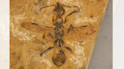 Historic Bug Story: How fiery hell ants pierced their prey 113 million years ago |