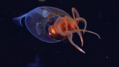 Meet the Colossal Squid, a sea creature recorded on camera for the first time |