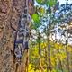 BatEchoMon, India’s first automated bat monitoring, detection system