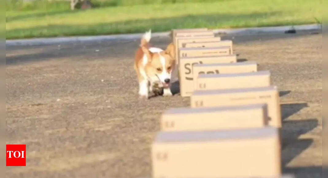Chinaβs first police Corgi has 400,000 followers and a nose for trouble