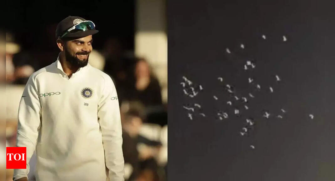 Watch: White pigeons pay tribute to Virat Kohli as rain halts RCB vs KKR clash | Cricket News