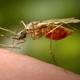The mosquito impact: how malarial chaos influenced human history