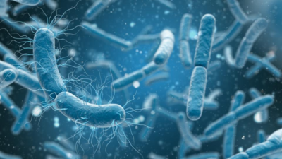Scientists discover bacteria that 'breathe' electricity instead of oxygen |