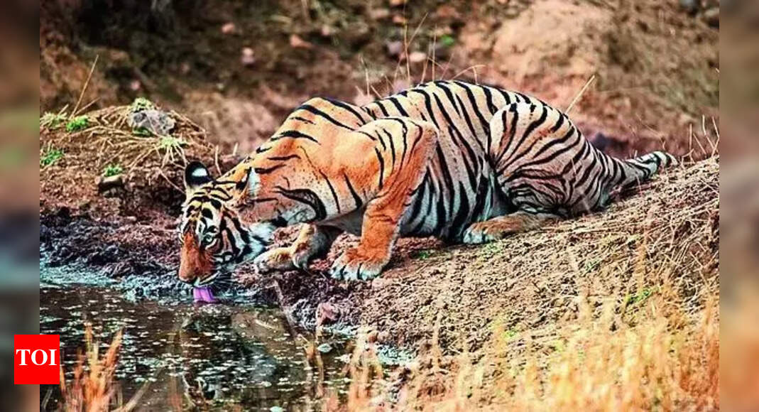 Adivasis say Project Tiger and tourism are displacing them from their ancestral land