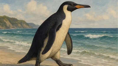 57-million-year-old giant penguin fossil discovered in New Zealand sheds light on ancient marine life |