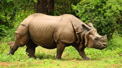 Can science revive dead rhinos? The answer may shock you |