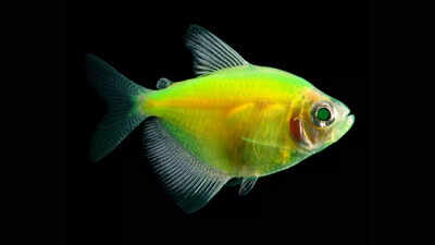 Here’s how fish started glowing over 112 million years ago |