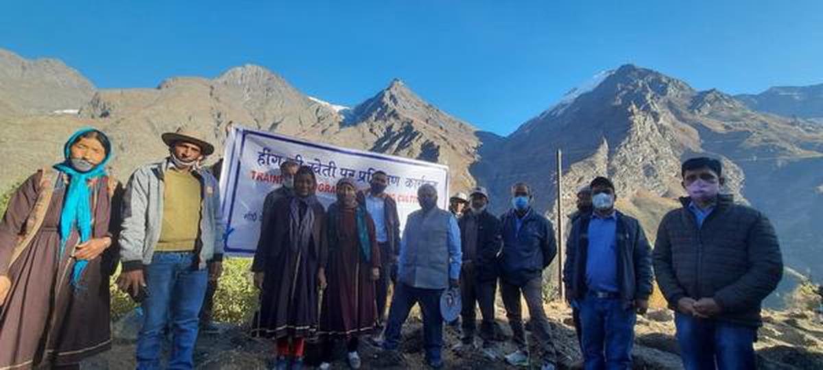 The story of how heeng came to be successfully cultivated in India