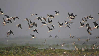 How do birds find their way during migration: A look at their navigation system |