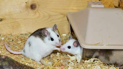 Mice with two fathers? Scientists create fertile mice using DNA from two fathers |