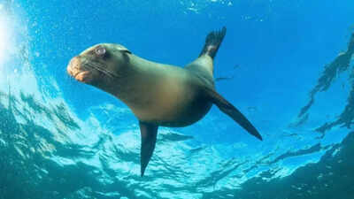 Over 100 marine megafauna struggle for survival, despite global protections |