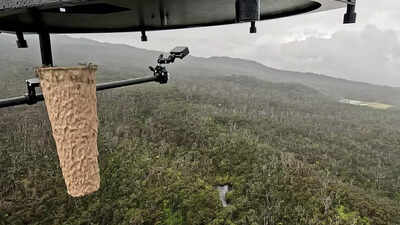Why are scientists dropping mosquitoes from drones in Hawaii? |