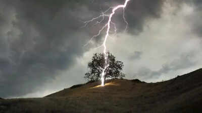 320 million trees die each year from lightning, and climate change is making it worse |