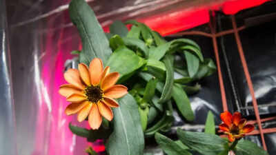 NASA proves growing plants in space is key to healthy astronaut life on Mars missions and deep space travel |