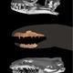 Scientists document new snake locomotion in yellow anacondas
