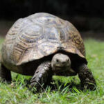 Tortoises have feelings too: Study shows they experience long-term moods like humans |