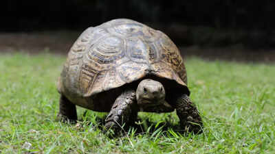 Tortoises have feelings too: Study shows they experience long-term moods like humans |