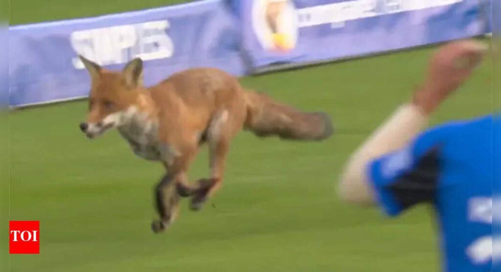 Fox on the area! Lord’s crowd erupts as wild visitor interrupts The Hundred 2025 season opener – Watch | Cricket News