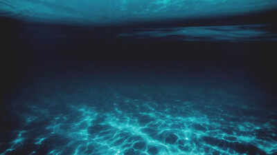 Life found 31,000 feet below the ocean: A hidden world of deep-sea creatures thrives without sunlight |