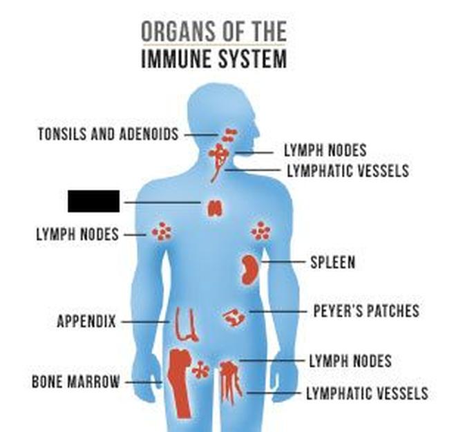 Science Quiz: On the immune system