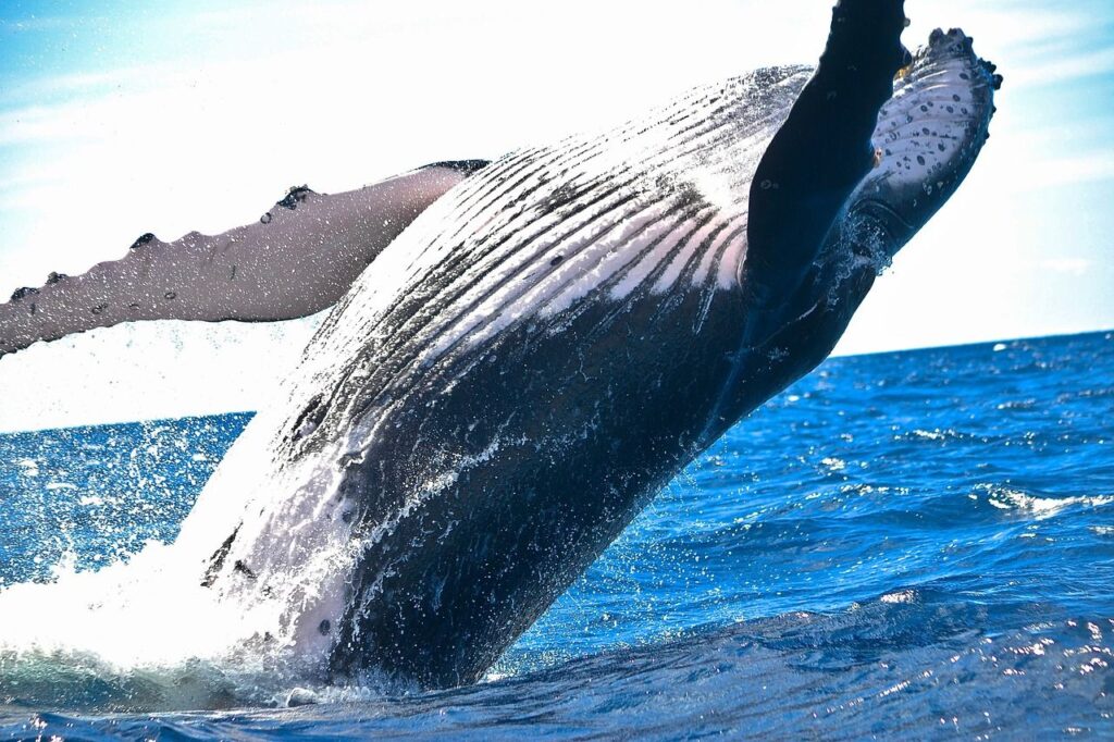 10% Weekly Loss Clashes With 0M Whale Buy