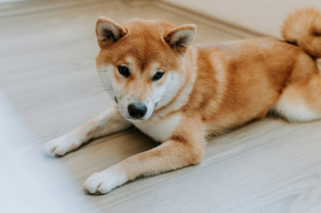 Trump-Backed Thumzup to Add 3,500 DOGE Mining Rigs