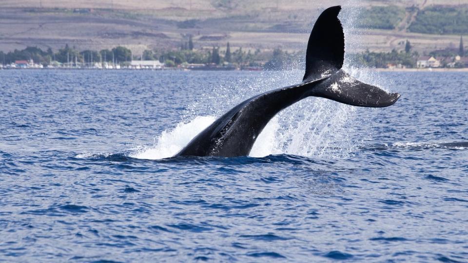 What next as Bitcoin (BTC) whales go long despite bearish bets piling up
