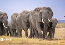 Amboseli elephant deaths: Kenya Wildlife Service launches urgent inquiry after 14 carcasses found
