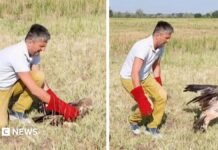 Kidnapped rare Serbian eagle freed into wild after rescue