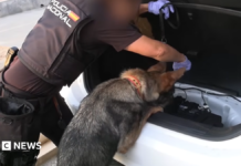 Spanish police arrest 78 people in bust of ‘one of largest’ smuggling networks