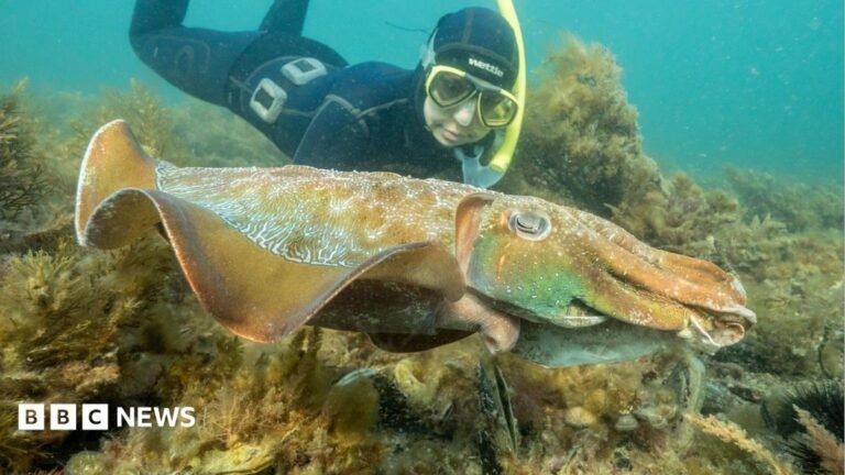 Why Australia’s giant cuttlefish mating season has gone silent