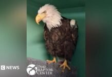 Jackie the bald eagle dies after weeks of intensive care