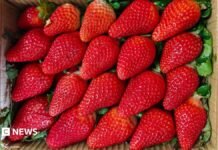 India wants to cuts its reliance on overseas strawberry varieties