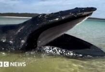 Young girl finds whale stranded on Australian beach