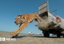 Moment first rare tiger in 70 years released in Kazakhstan