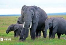 Kenya elephant deaths: Behind the poisoning and the pesticide mystery