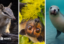 Australia is the planet’s extinction hotspot, but one animal offers a glimmer of hope