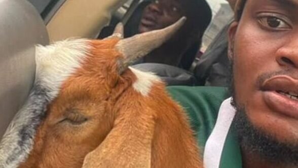 This Nigerian goat is now a celebrity – how a graduation gift went viral