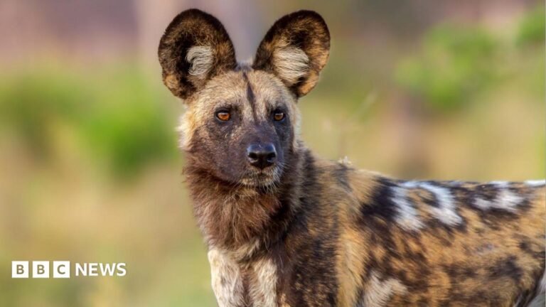 Wild dogs defy the odds with record 2,500-mile trek across Africa