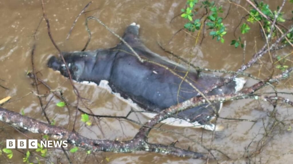 Anthrax outbreak: Zambians warned not to eat dead wildlife