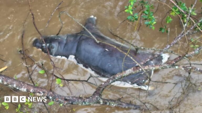 Anthrax outbreak: Zambians warned not to eat dead wildlife