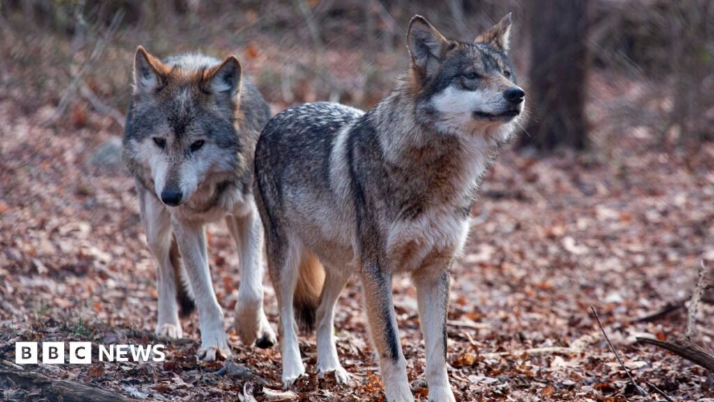 Trump signs order to remove endangered species status for grey wolves